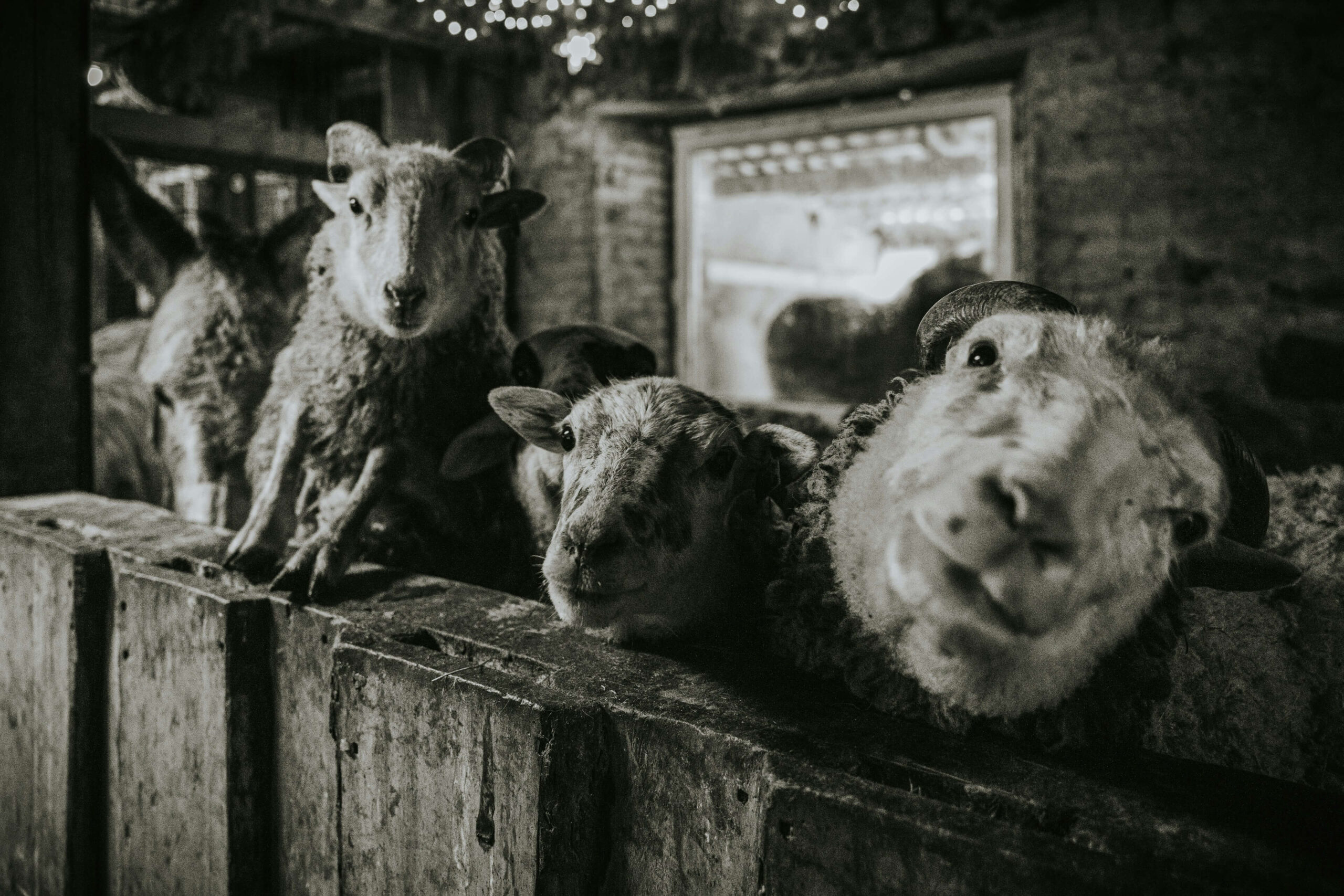 Análisis al debate de las especies y los humanos