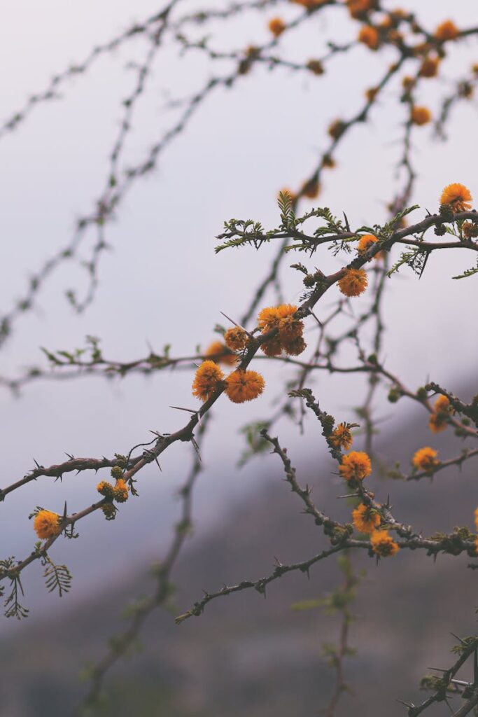 A close-up view of flowering branches with soft bokeh, capturing nature's beauty in Chile.