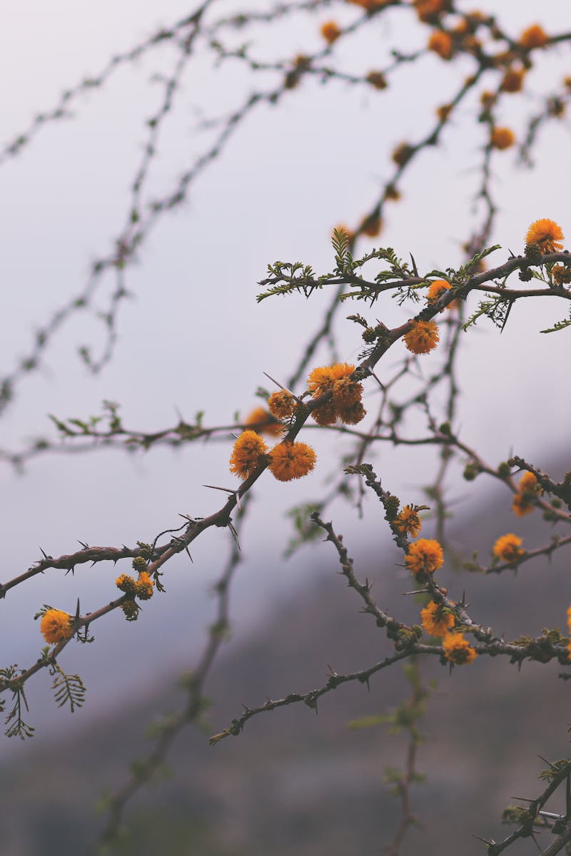 A close-up view of flowering branches with soft bokeh, capturing nature's beauty in Chile.